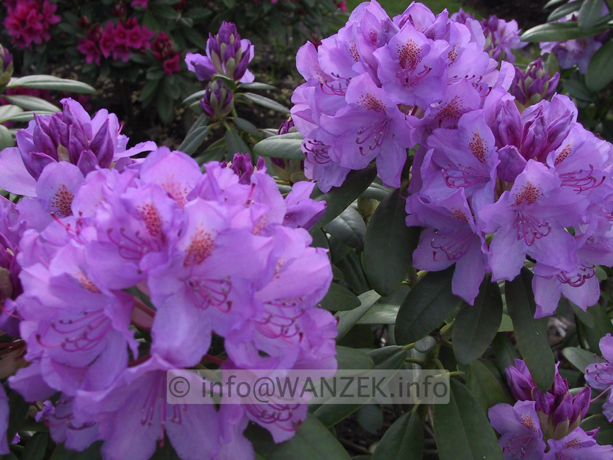Rhododendron Grandiflorum 02.JPG